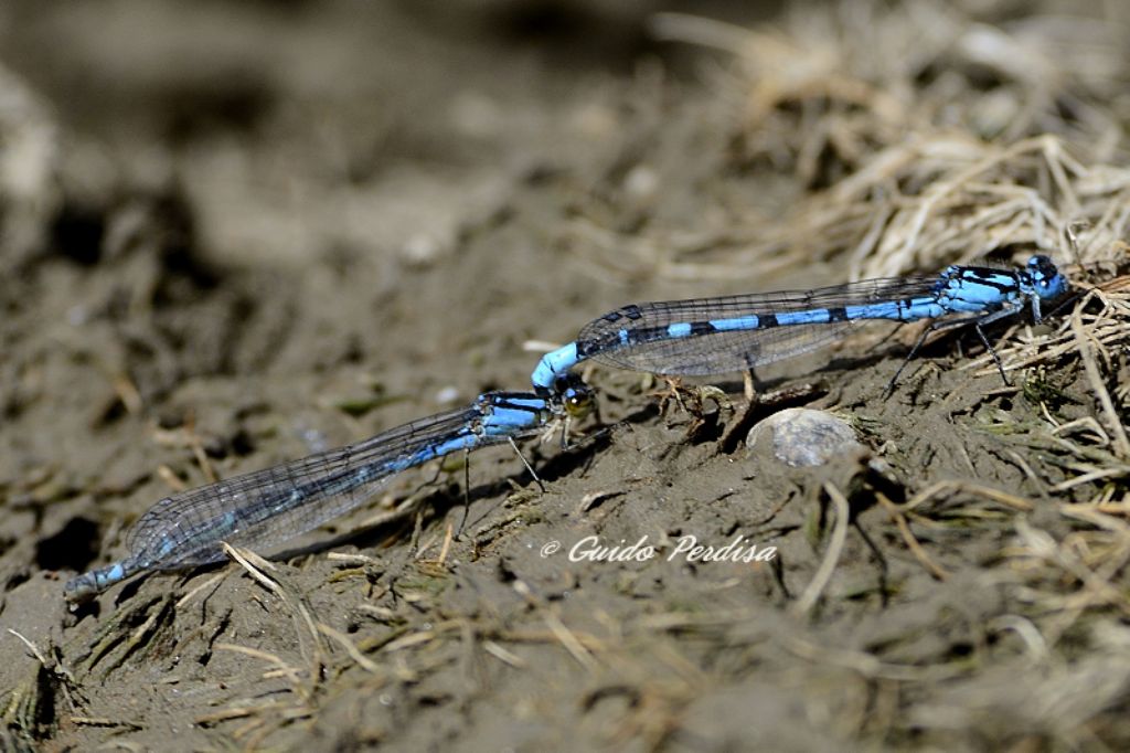 ID Odonata: Enallagma cyathigerum